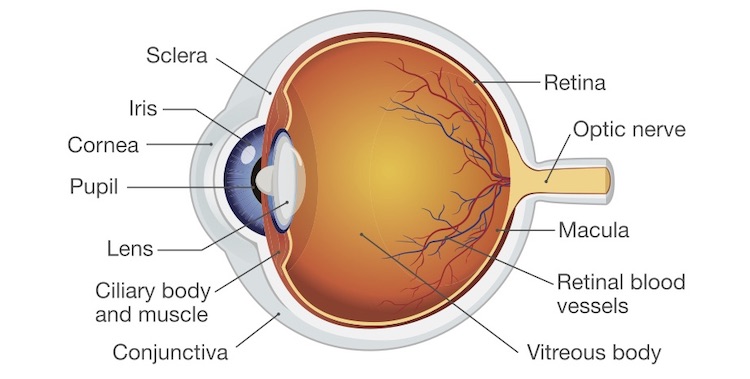 Graphic diagram of human eye anatomy